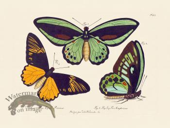 Jablonsky Butterfly 001